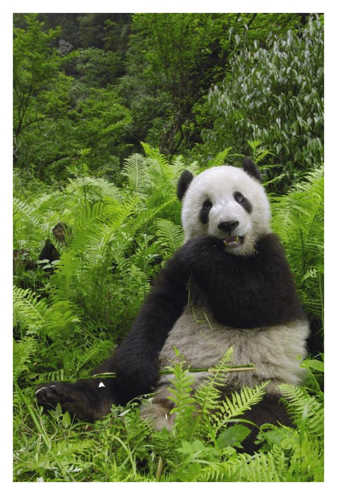 Giant Panda eating bamboo, Wolong Nature Reserve, China-Paper Art-14"x20"