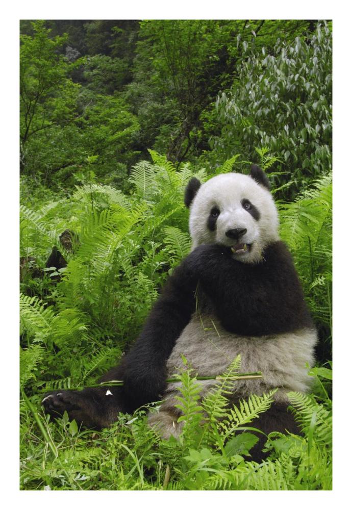 Giant Panda eating bamboo, Wolong Nature Reserve, China-Paper Art-18"x26"