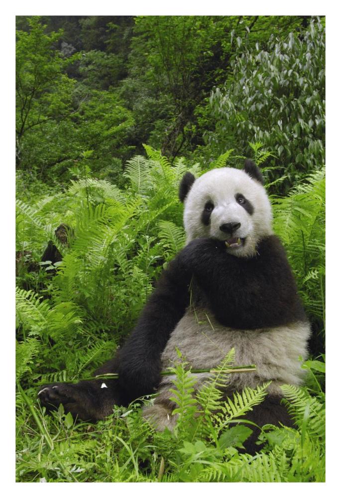 Giant Panda eating bamboo, Wolong Nature Reserve, China-Paper Art-22"x32"