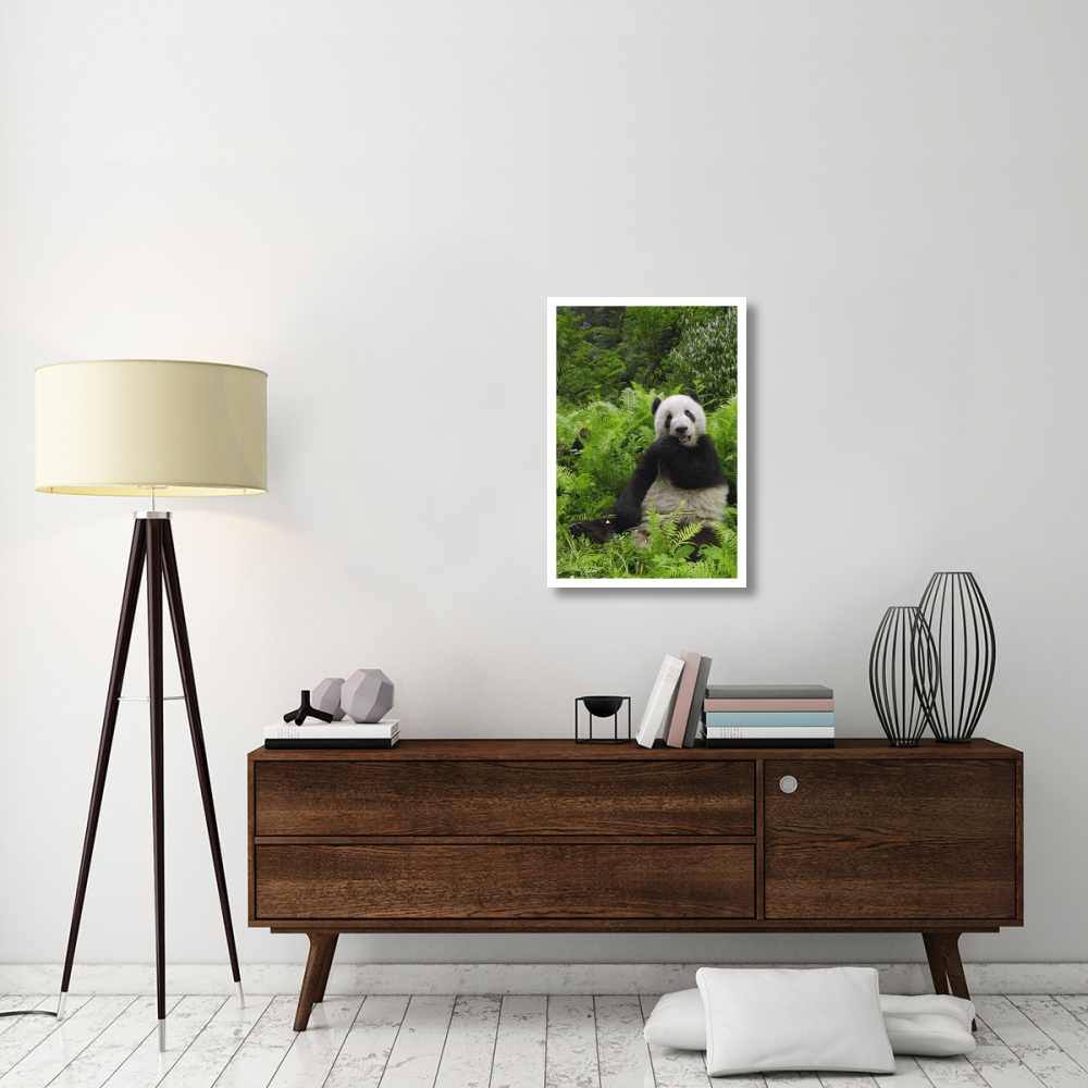Giant Panda eating bamboo, Wolong Nature Reserve, China-Paper Art-22&quotx32"