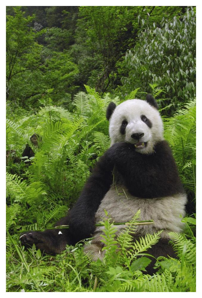 Giant Panda eating bamboo, Wolong Nature Reserve, China-Paper Art-34"x50"