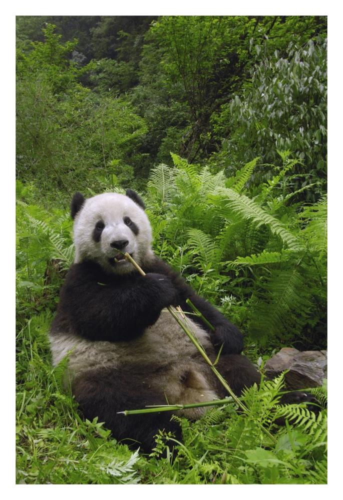 Giant Panda eating bamboo, Wolong Nature Reserve, China-Paper Art-22"x32"