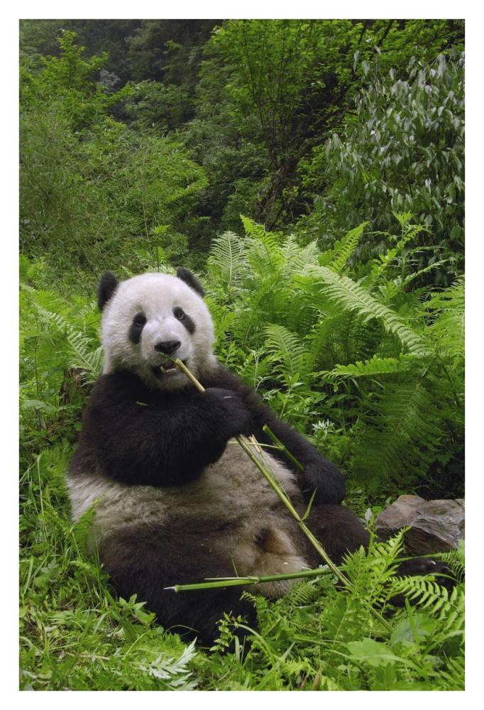 Giant Panda eating bamboo, Wolong Nature Reserve, China-Paper Art-26"x38"