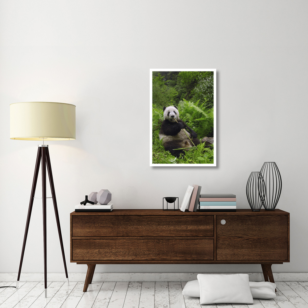 Giant Panda eating bamboo, Wolong Nature Reserve, China-Paper Art-26&quotx38"