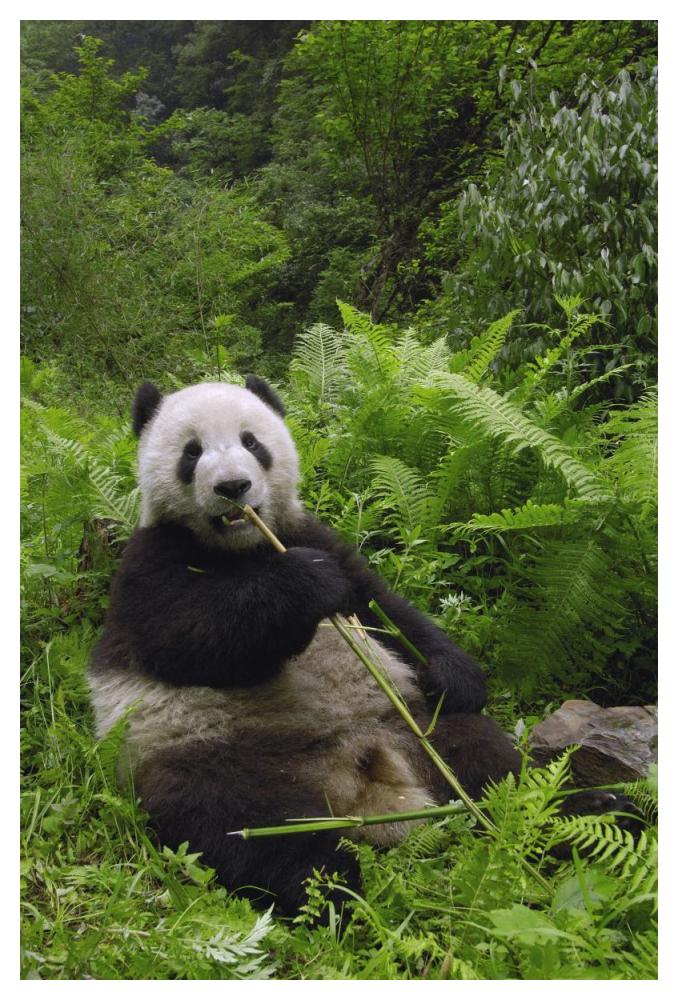 Giant Panda eating bamboo, Wolong Nature Reserve, China-Paper Art-34"x50"
