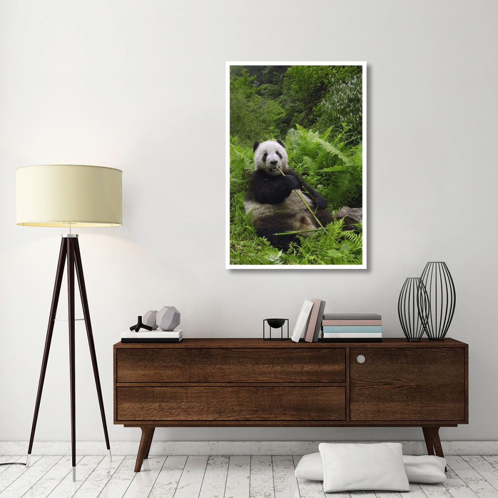 Giant Panda eating bamboo, Wolong Nature Reserve, China-Paper Art-34&quotx50"