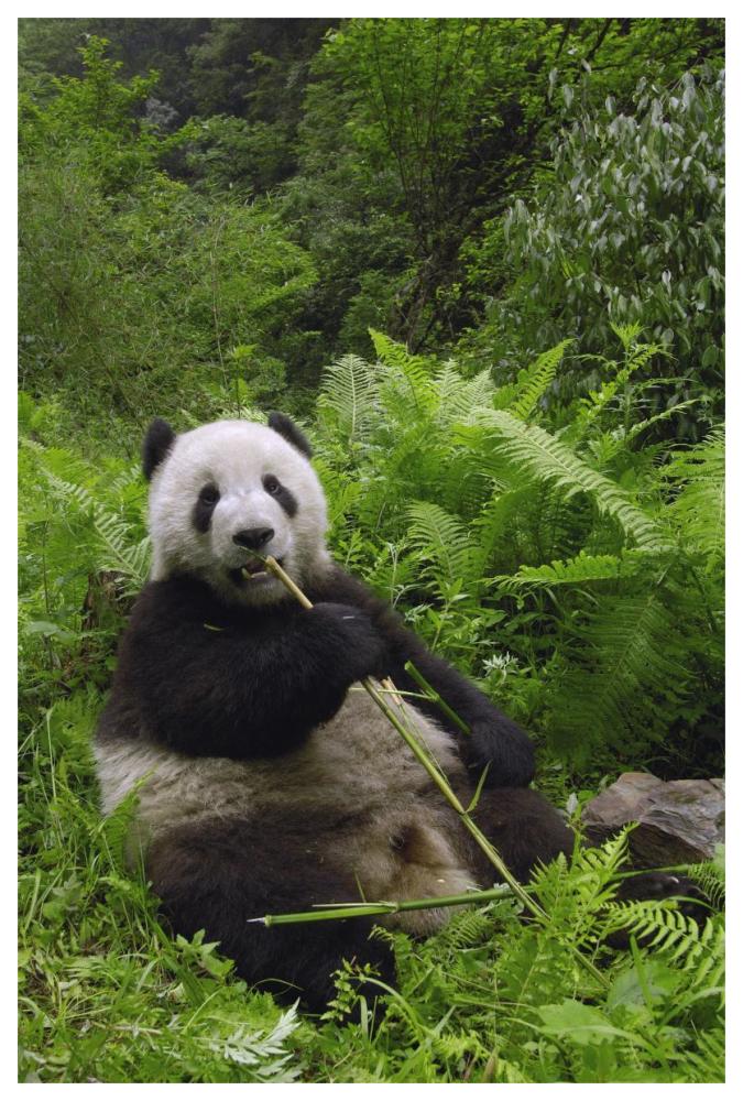 Giant Panda eating bamboo, Wolong Nature Reserve, China-Paper Art-42"x62"