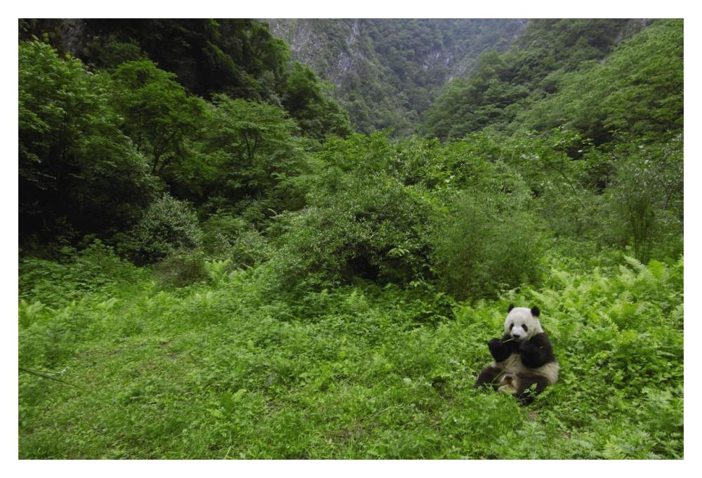 Giant Panda sitting in vegetation eating, Wolong Nature Reserve, China-Paper Art-20"x14"