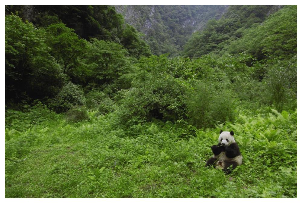 Giant Panda sitting in vegetation eating, Wolong Nature Reserve, China-Paper Art-62"x42"