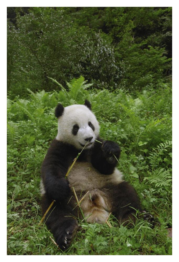 Giant Panda sitting in vegetation eating bamboo, Wolong Nature Reserve, China-Paper Art-14"x20"