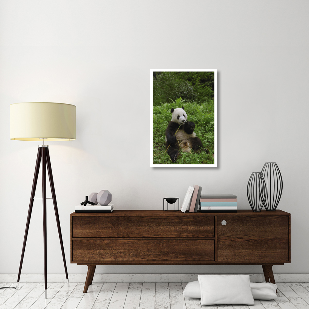 Giant Panda sitting in vegetation eating bamboo, Wolong Nature Reserve, China-Paper Art-26&quotx38"