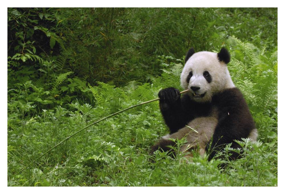 Giant Panda sitting in vegetation eating bamboo, Wolong Nature Reserve, China-Paper Art-20"x14"