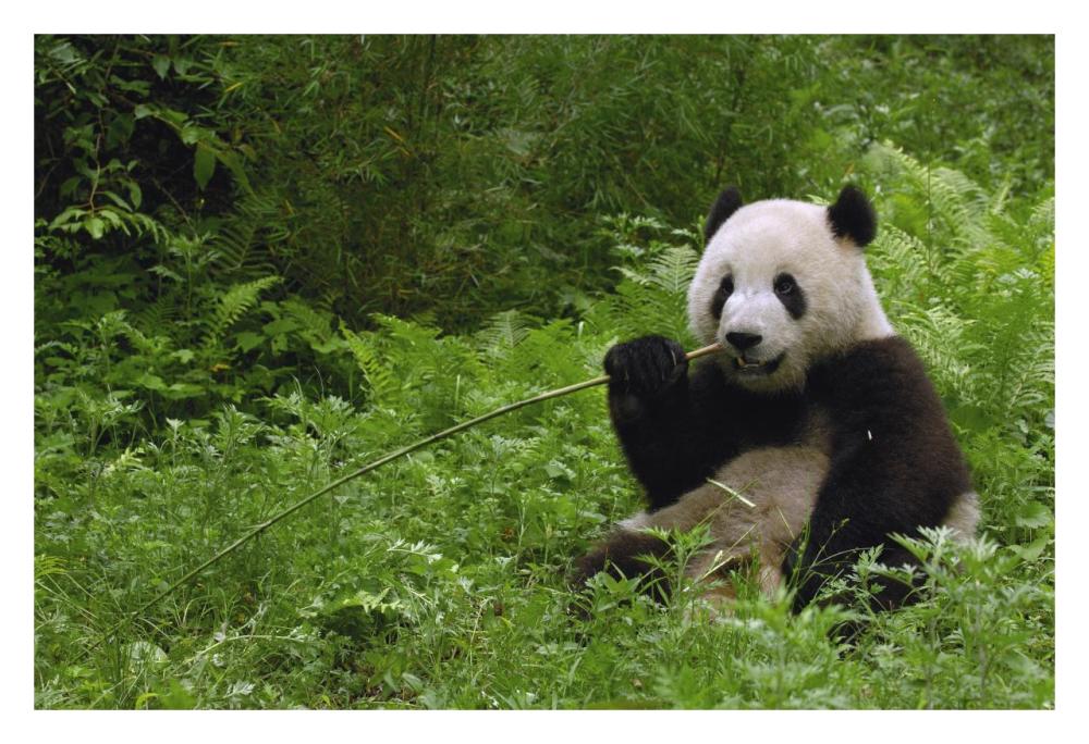 Giant Panda sitting in vegetation eating bamboo, Wolong Nature Reserve, China-Paper Art-32"x22"