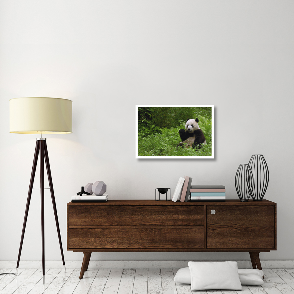 Giant Panda sitting in vegetation eating bamboo, Wolong Nature Reserve, China-Paper Art-32&quotx22"