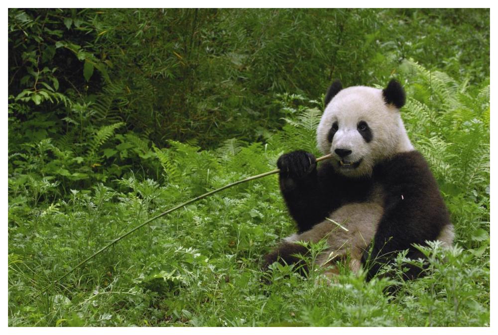 Giant Panda sitting in vegetation eating bamboo, Wolong Nature Reserve, China-Paper Art-62"x42"