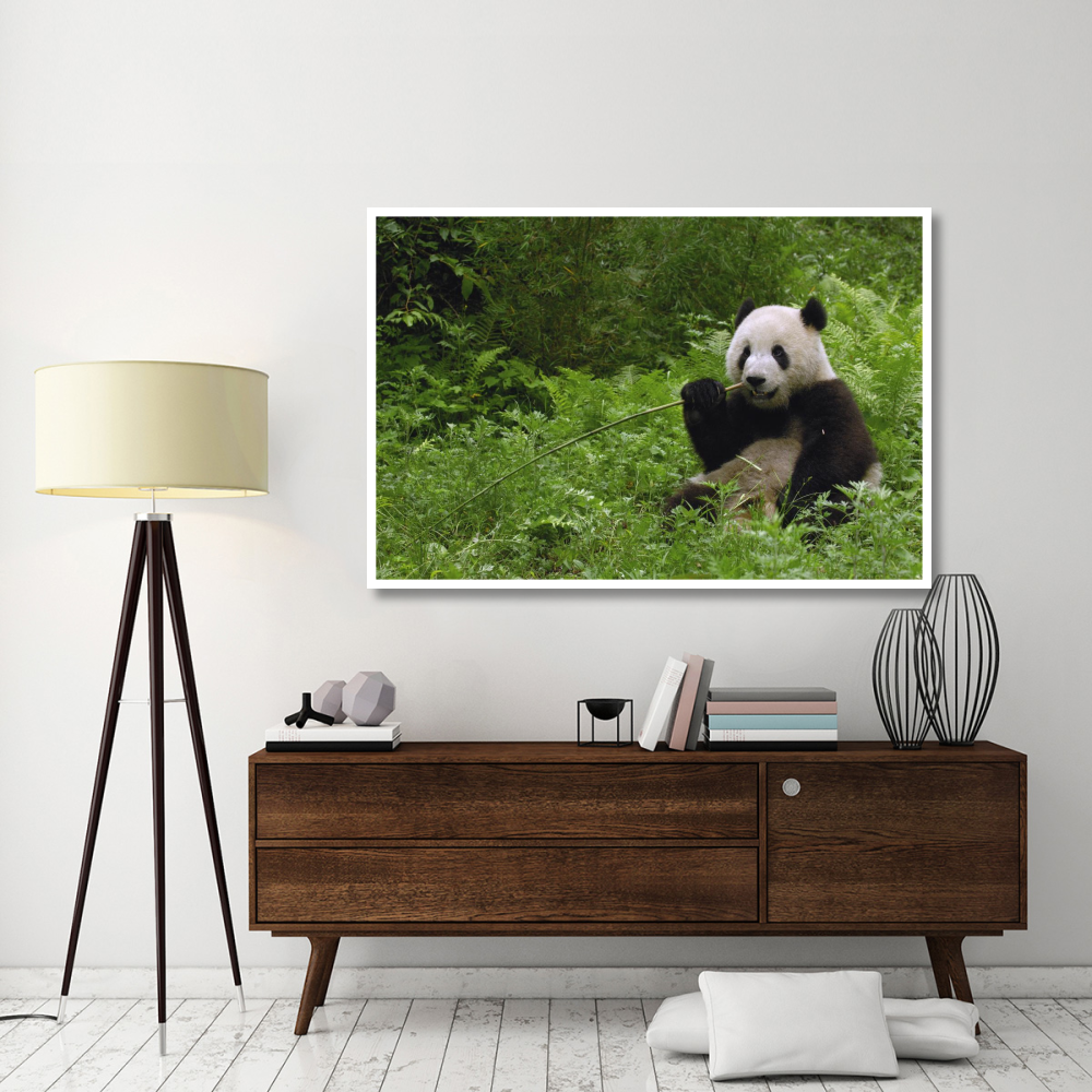 Giant Panda sitting in vegetation eating bamboo, Wolong Nature Reserve, China-Paper Art-62&quotx42"