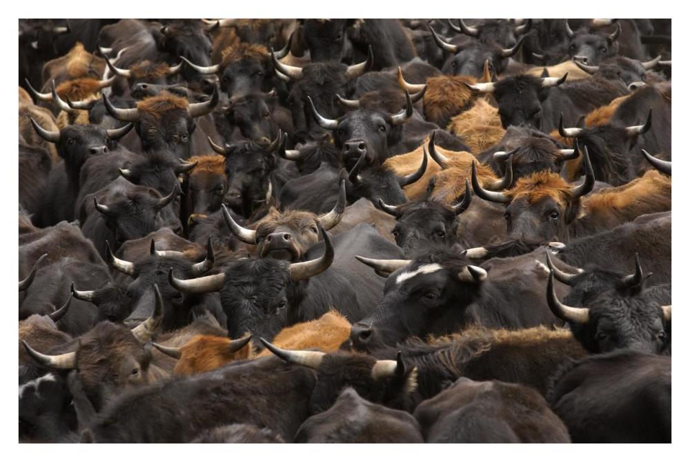 Chagra cowboys during the annual overnight cattle round-up, Andes Mountains, Ecuador-Paper Art-38"x26"