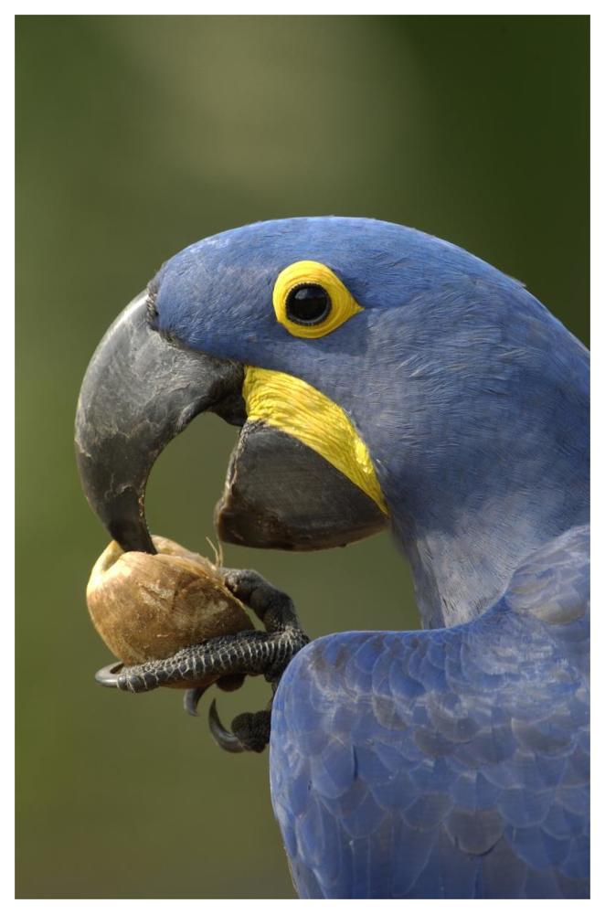 Hyacinth Macaw in Cerrado habitat cracking open a Piassava Palm nut to drink the milk, Brazil-Paper Art-42"x62"