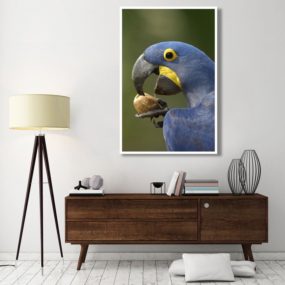 Hyacinth Macaw in Cerrado habitat cracking open a Piassava Palm nut to drink the milk, Brazil-Paper Art-42&quotx62"