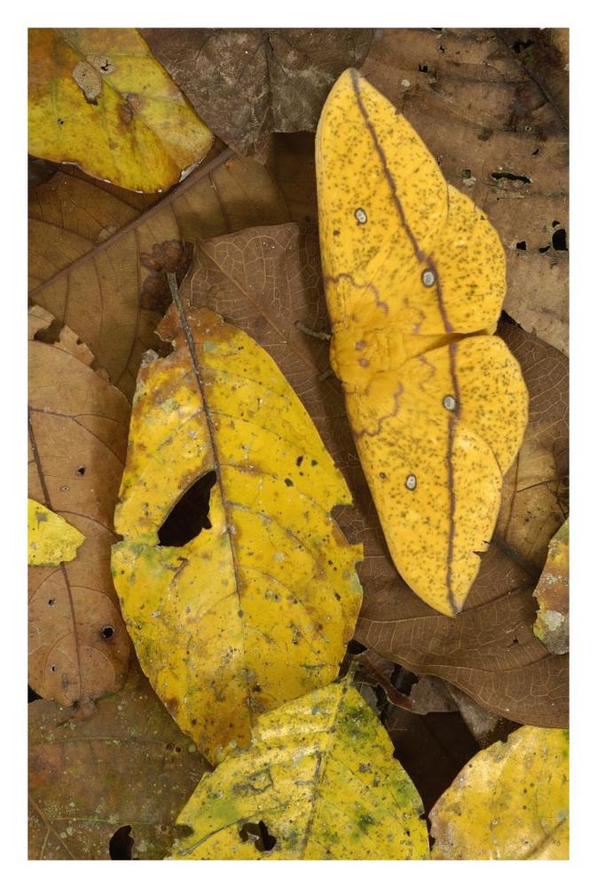 Imperial Moth camouflaged in leaf litter in rainforest, Yasuni National Park, Ecuador-Paper Art-22"x32"