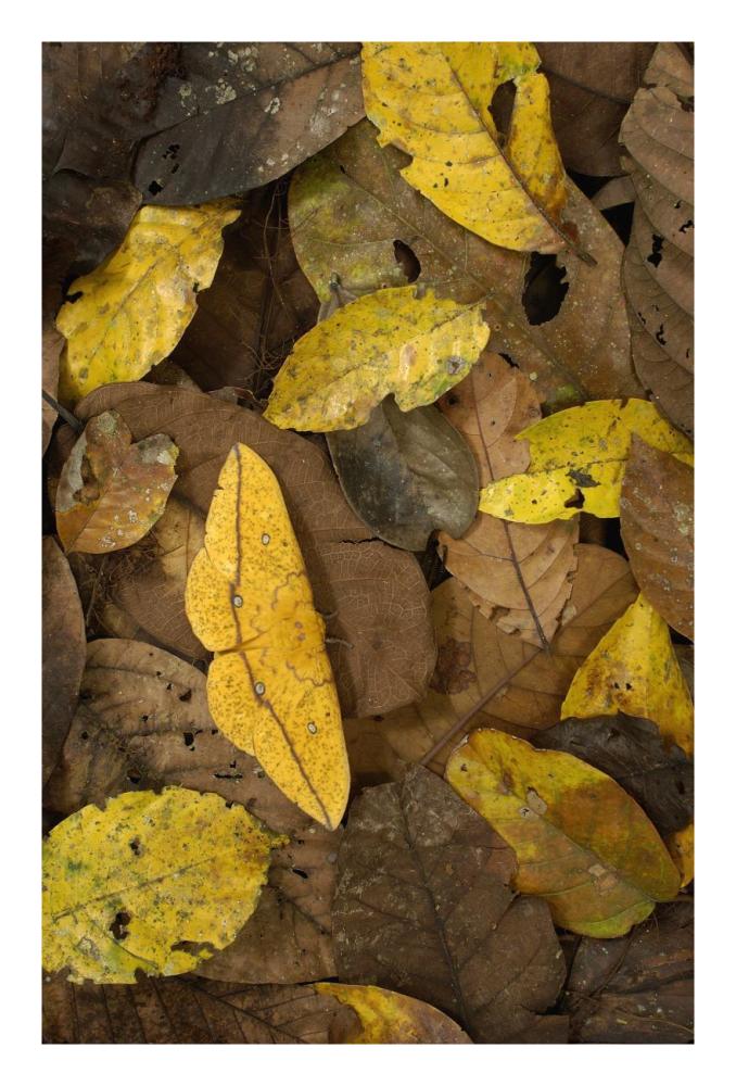 Imperial Moth camouflaged in leaf litter in rainforest, Yasuni National Park, Ecuador-Paper Art-18"x26"