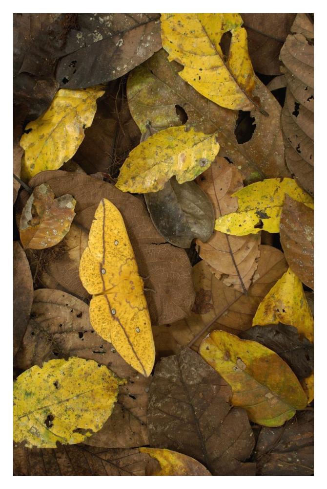 Imperial Moth camouflaged in leaf litter in rainforest, Yasuni National Park, Ecuador-Paper Art-26"x38"