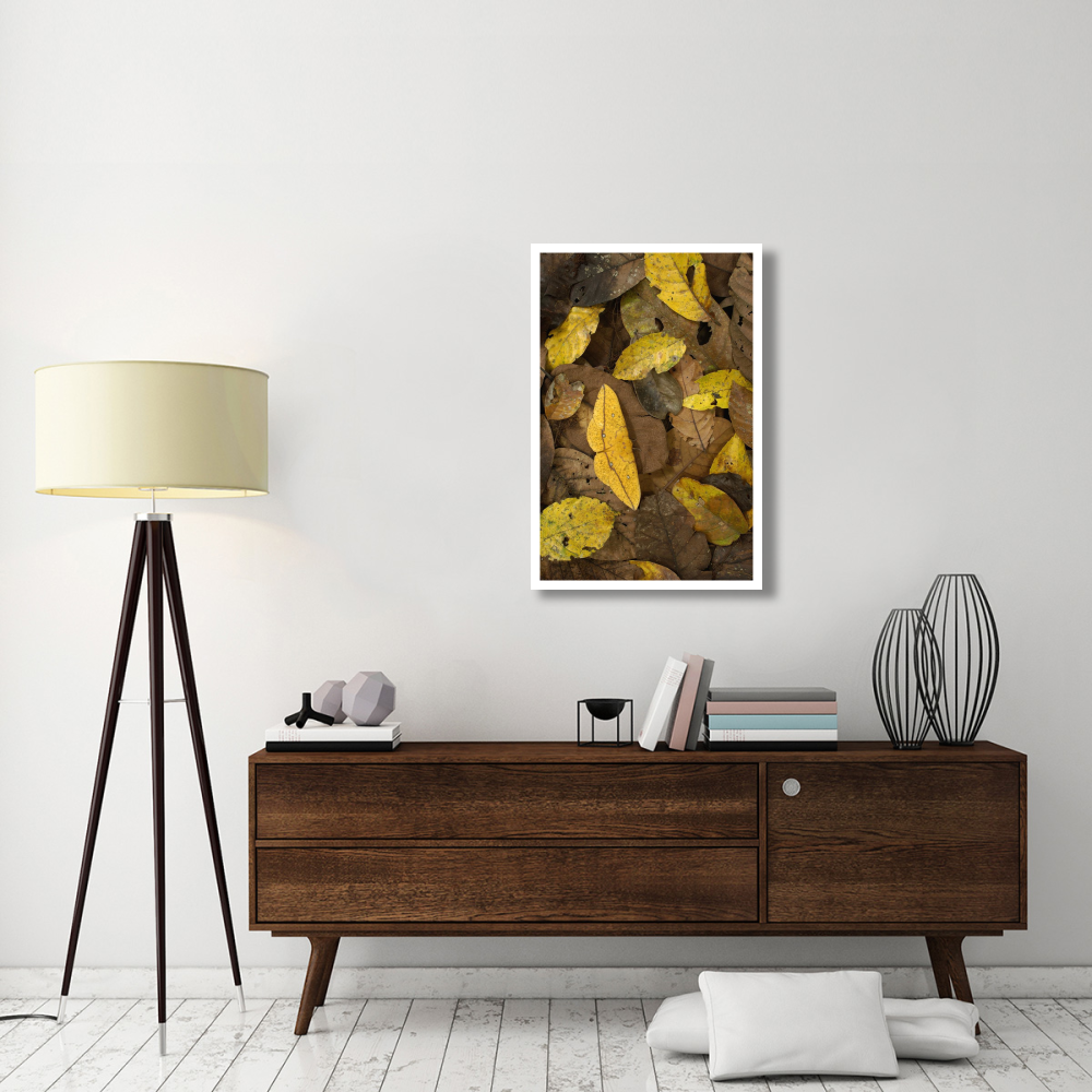 Imperial Moth camouflaged in leaf litter in rainforest, Yasuni National Park, Ecuador-Paper Art-26&quotx38"