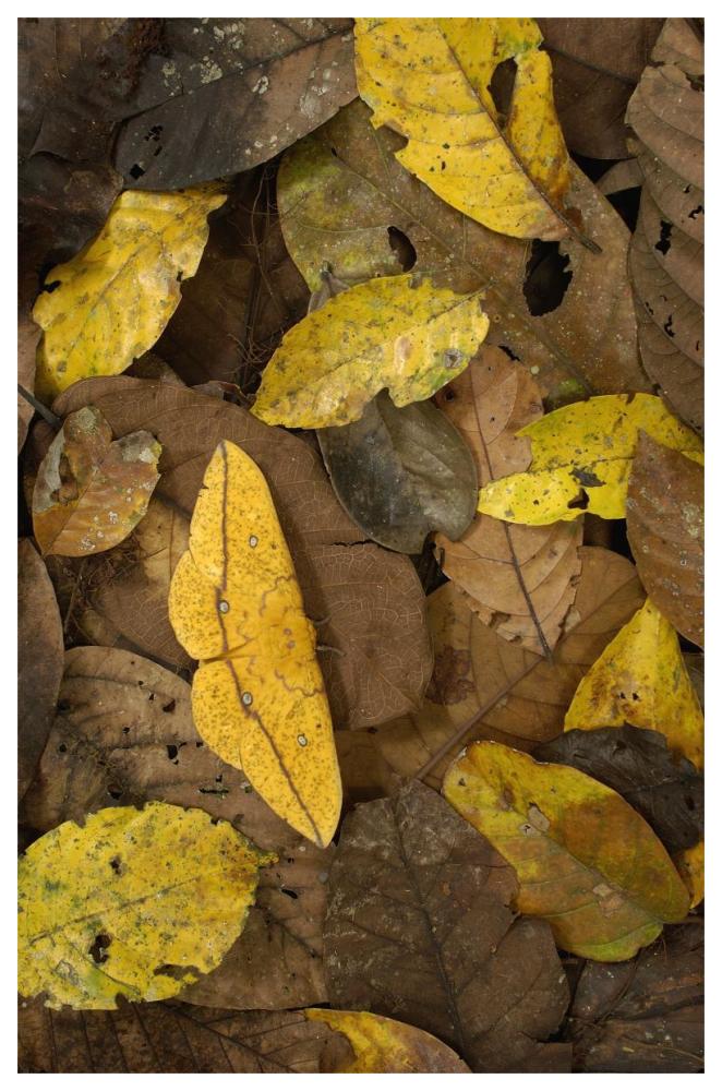 Imperial Moth camouflaged in leaf litter in rainforest, Yasuni National Park, Ecuador-Paper Art-42"x62"