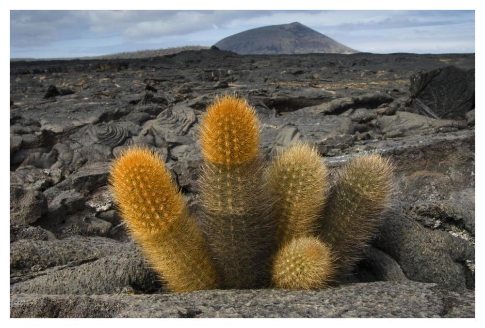 Lava Cactus grows in an arid zone of cool lava, ash and cinder, Galapagos Islands, Ecuador-Paper Art-50"x34"