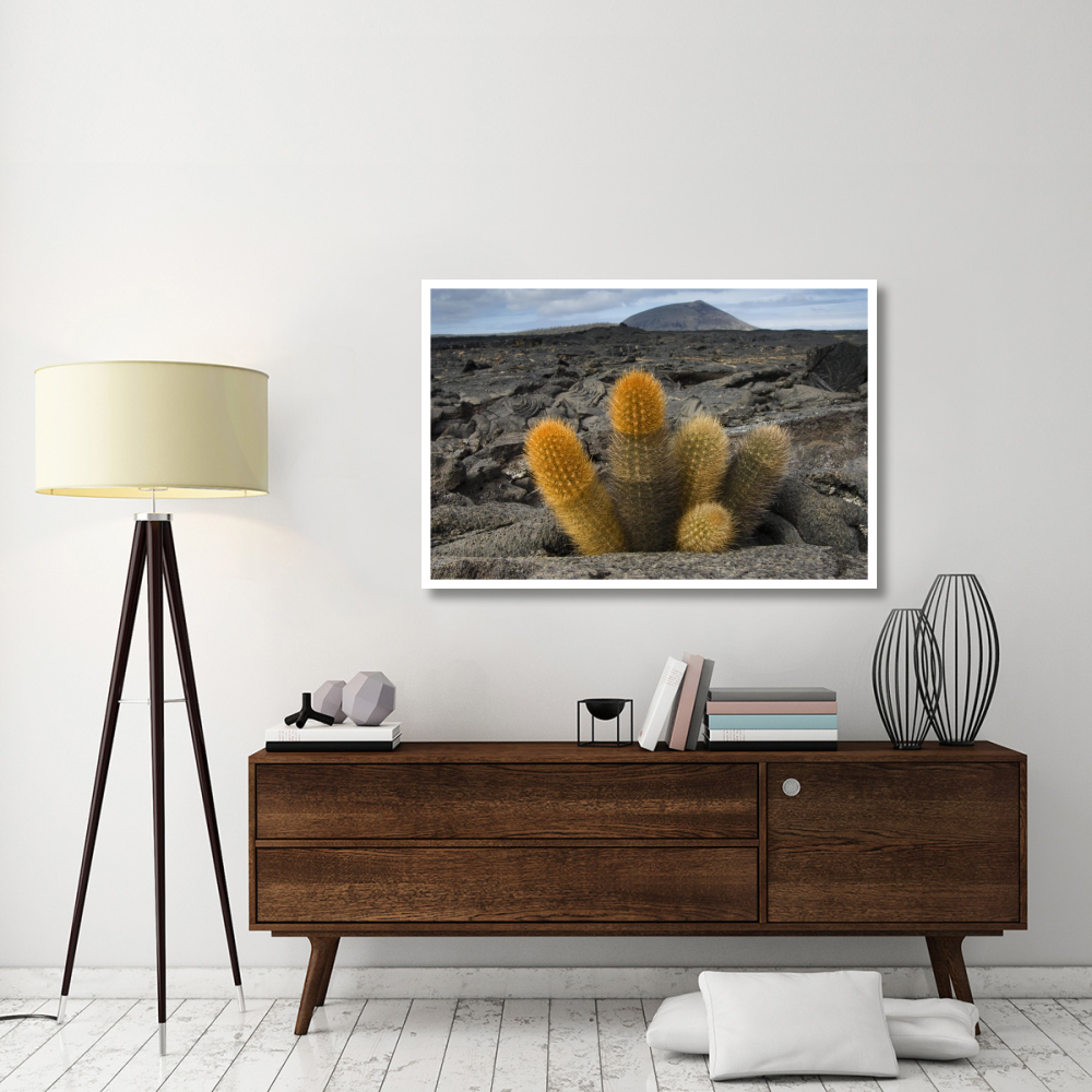 Lava Cactus grows in an arid zone of cool lava, ash and cinder, Galapagos Islands, Ecuador-Paper Art-50&quotx34"