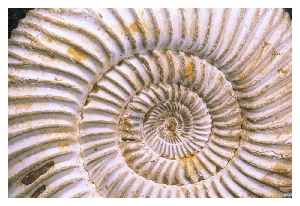 Fossil of Ammonite, Madagascar-Paper Art-20"x14"