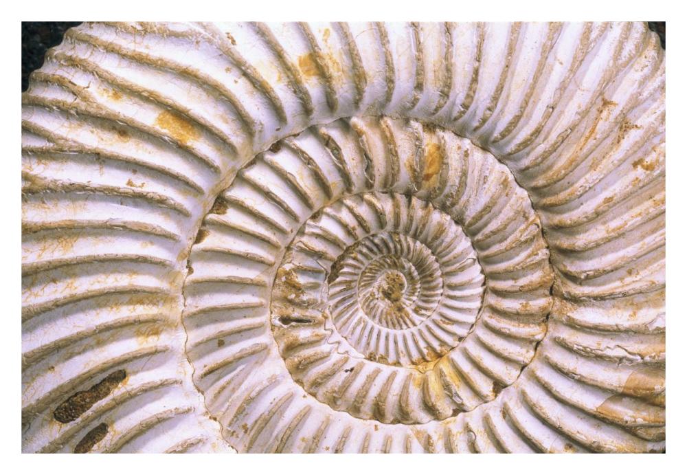 Fossil of Ammonite, Madagascar-Paper Art-32"x22"