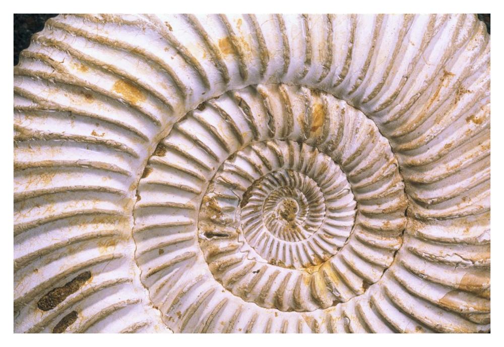 Fossil of Ammonite, Madagascar-Paper Art-38"x26"