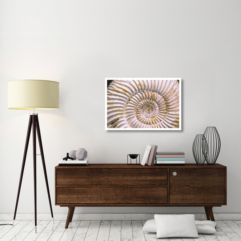 Fossil of Ammonite, Madagascar-Paper Art-38&quotx26"