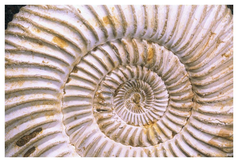 Fossil of Ammonite, Madagascar-Paper Art-50"x34"