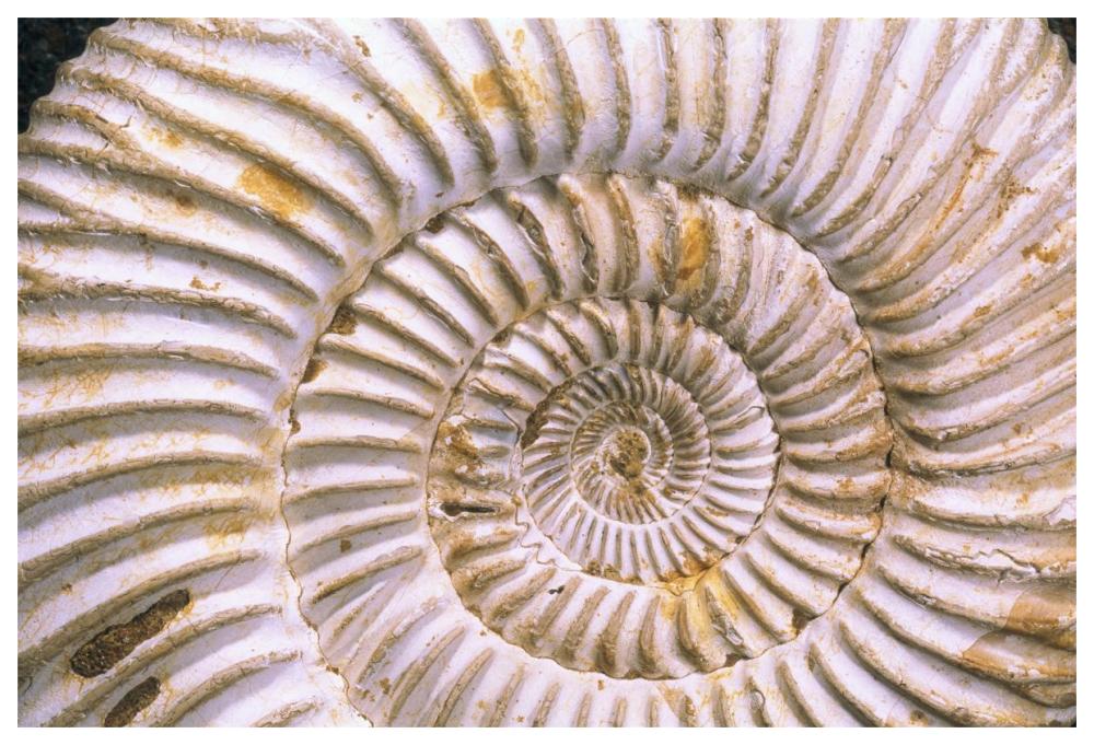 Fossil of Ammonite, Madagascar-Paper Art-62"x42"