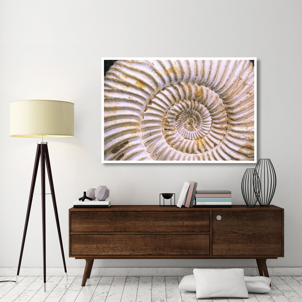 Fossil of Ammonite, Madagascar-Paper Art-62&quotx42"