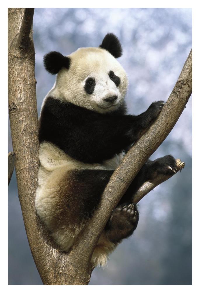 Giant Panda Wolong Valley, China-Paper Art-26"x38"
