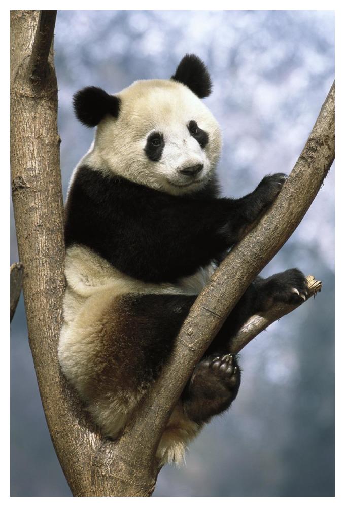 Giant Panda Wolong Valley, China-Paper Art-34"x50"