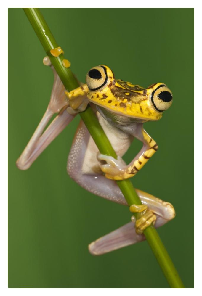 Chachi Tree Frog, northwest Ecuador-Paper Art-14"x20"