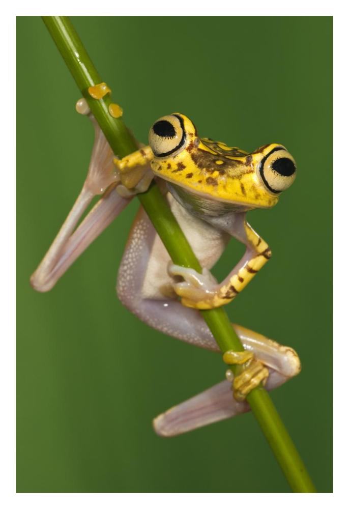 Chachi Tree Frog, northwest Ecuador-Paper Art-22"x32"