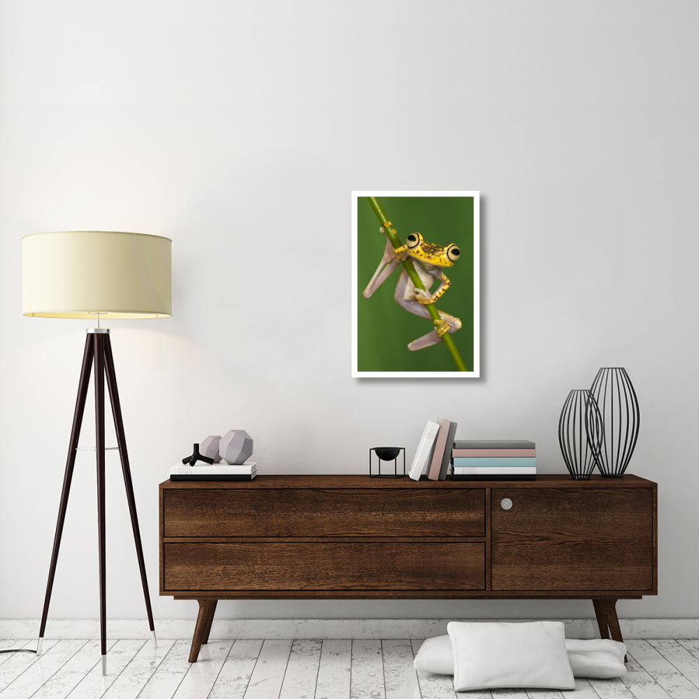 Chachi Tree Frog, northwest Ecuador-Paper Art-22&quotx32"