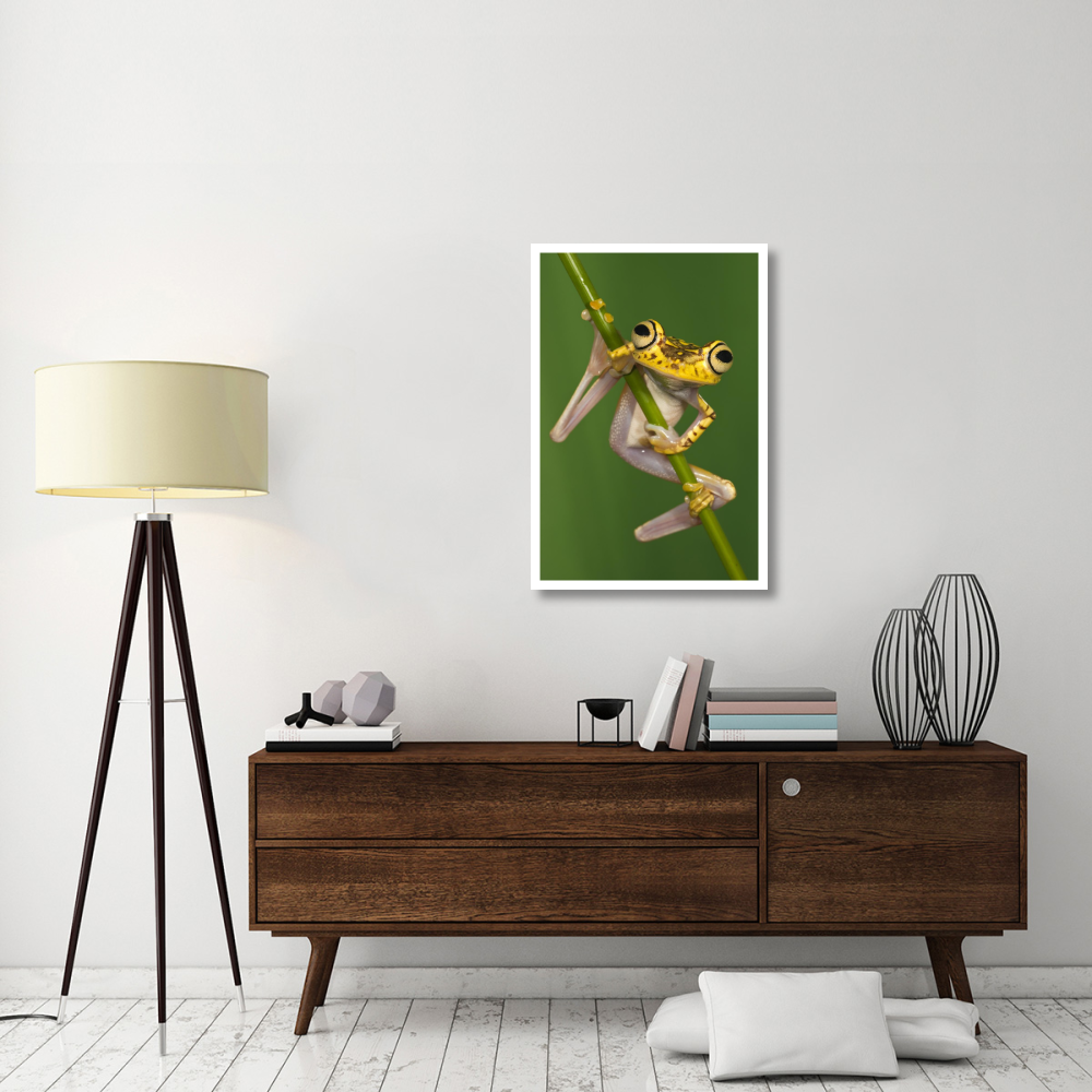 Chachi Tree Frog, northwest Ecuador-Paper Art-26&quotx38"