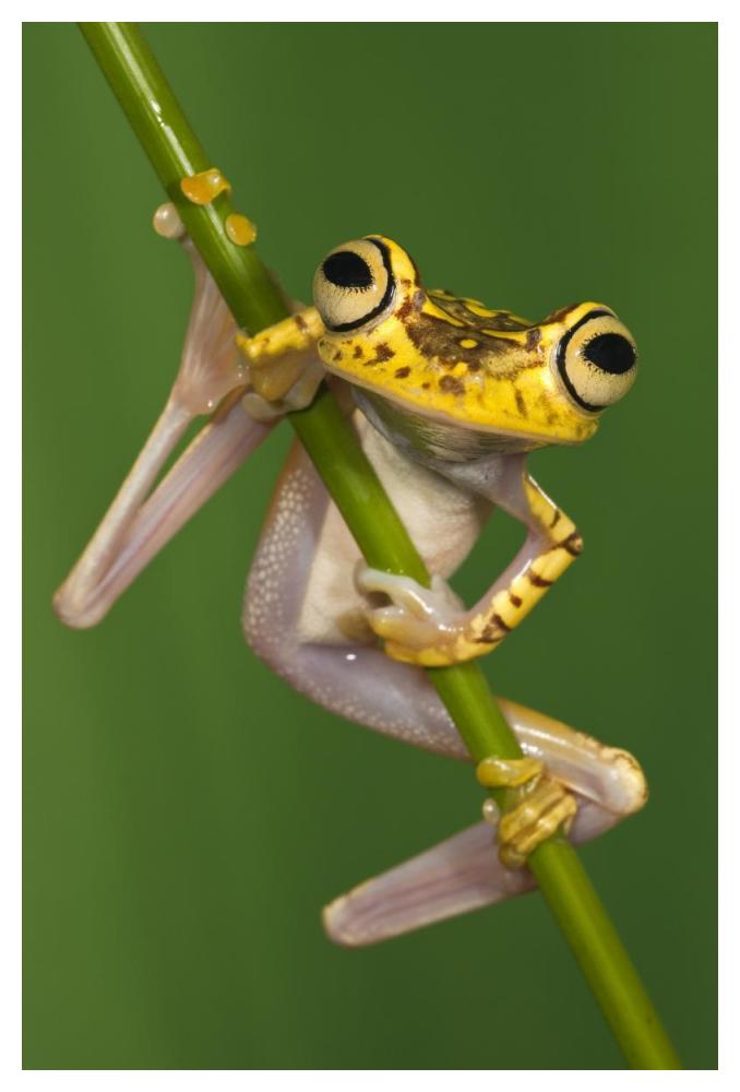 Chachi Tree Frog, northwest Ecuador-Paper Art-34"x50"