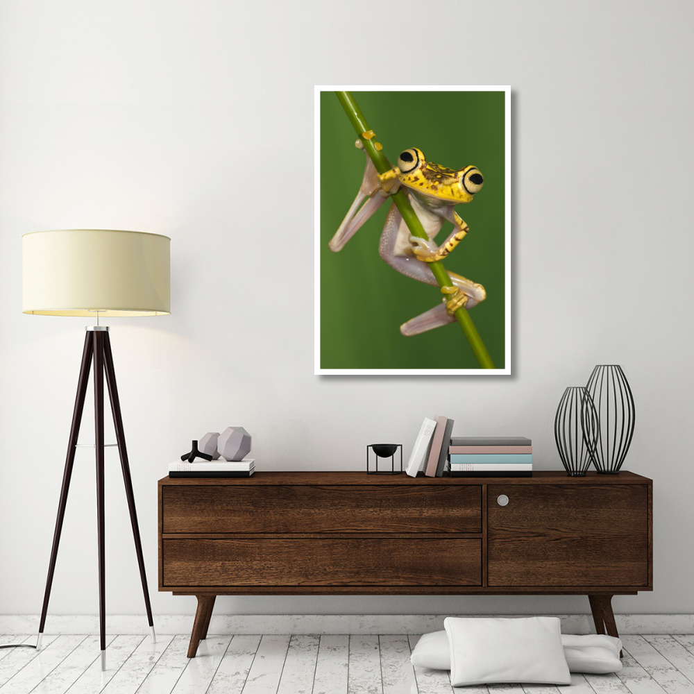 Chachi Tree Frog, northwest Ecuador-Paper Art-34&quotx50"
