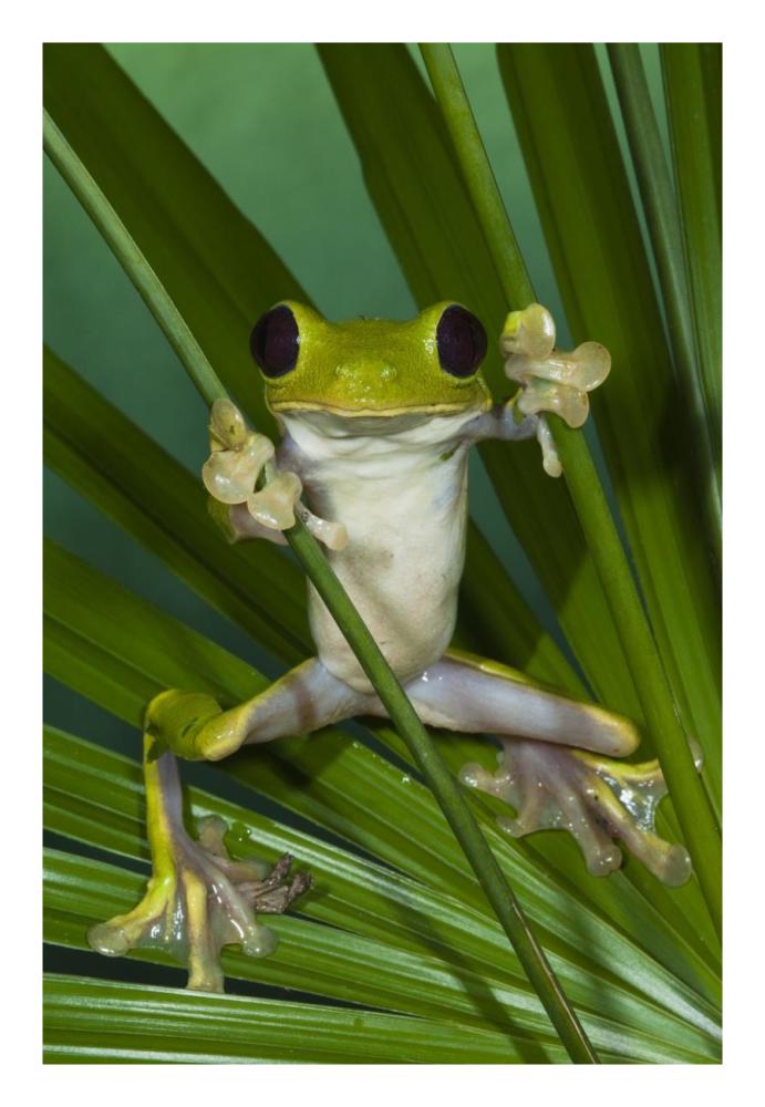 Gliding Leaf Frog, northwest Ecuador-Paper Art-18"x26"