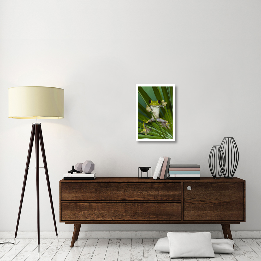 Gliding Leaf Frog, northwest Ecuador-Paper Art-18&quotx26"