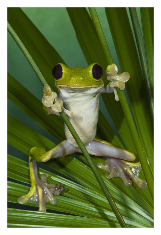 Gliding Leaf Frog, northwest Ecuador-Paper Art-22"x32"
