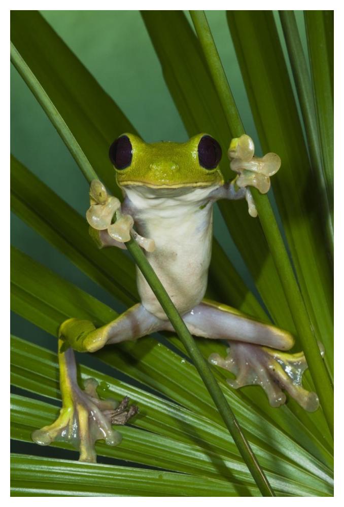 Gliding Leaf Frog, northwest Ecuador-Paper Art-34"x50"