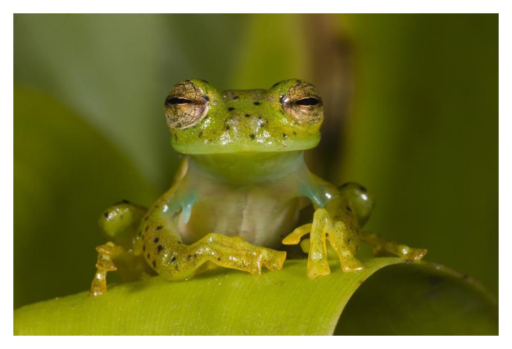 Emerald Glass Frog, northwest Ecuador-Paper Art-20"x14"